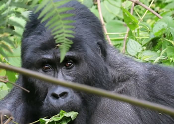 Gorillas Bwindi Uganda