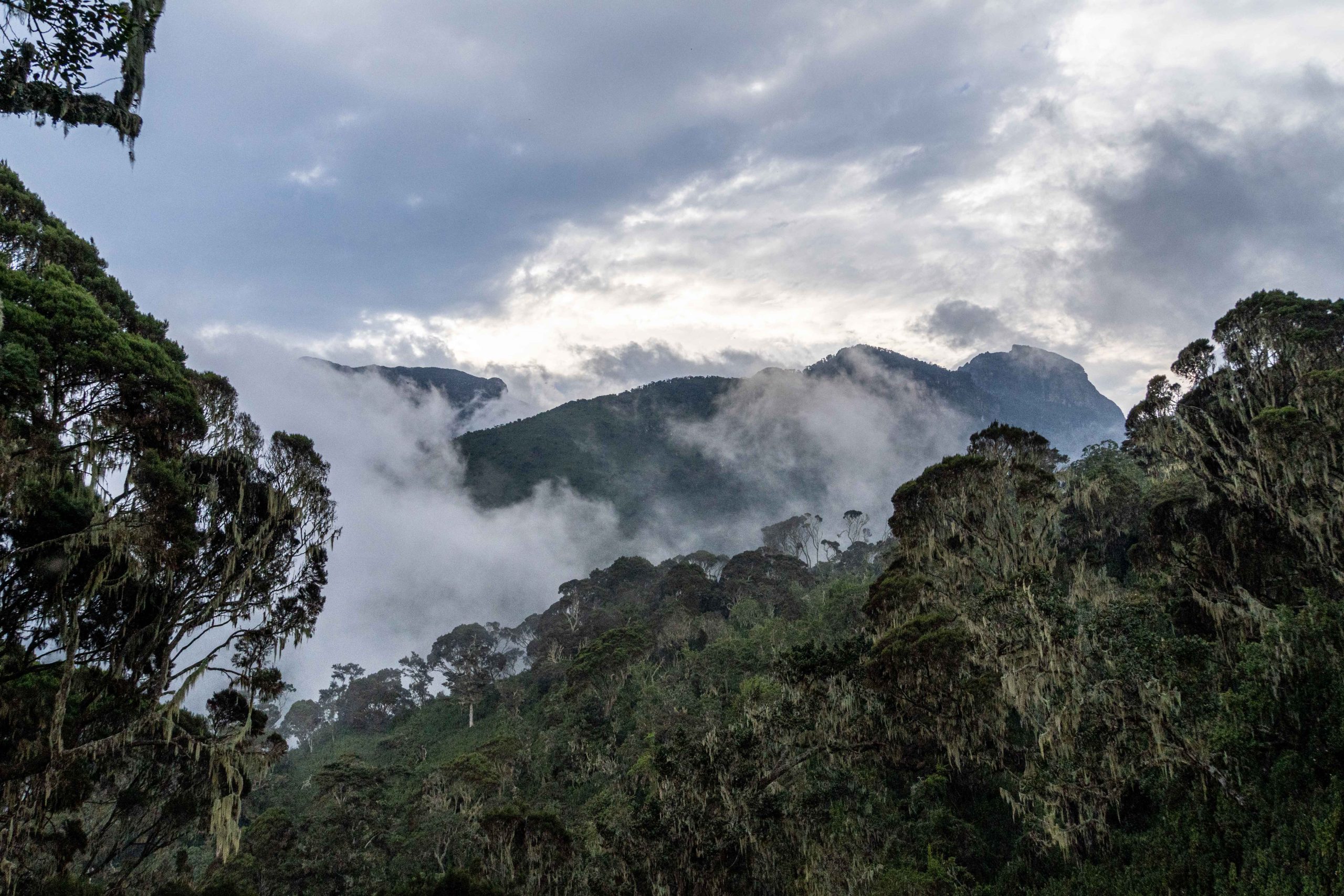 Cost of Trekking mountain Rwenzori