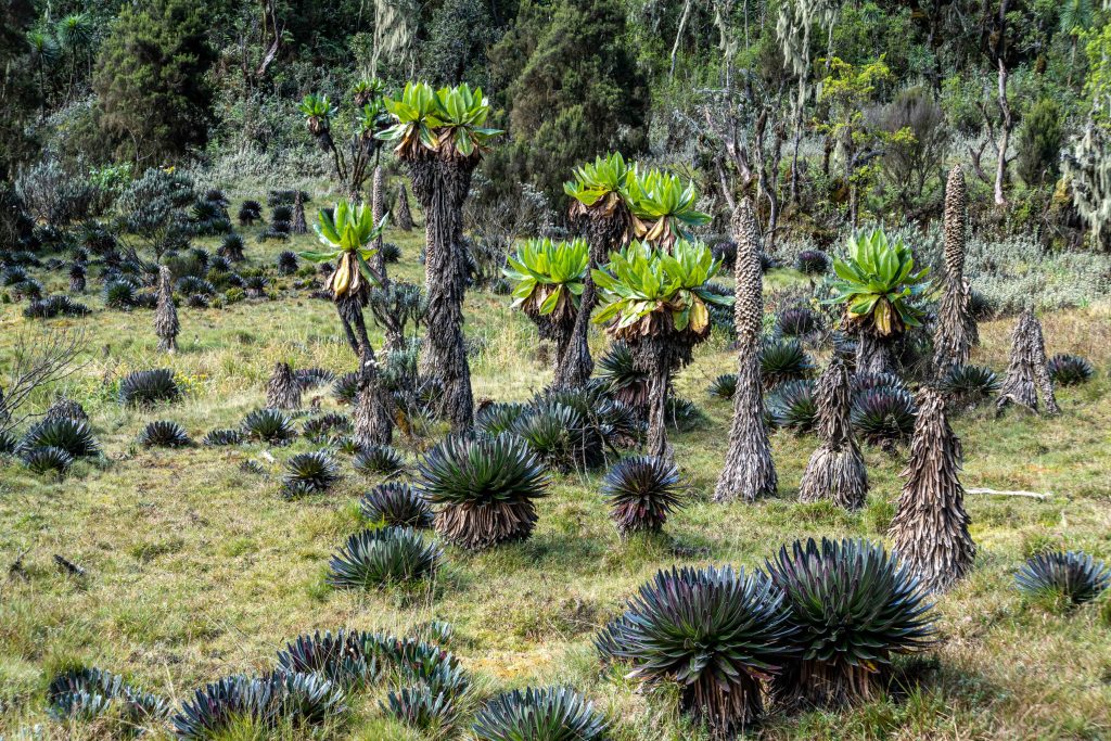 Major Things to know  before Climbing Rwenzori Mountains